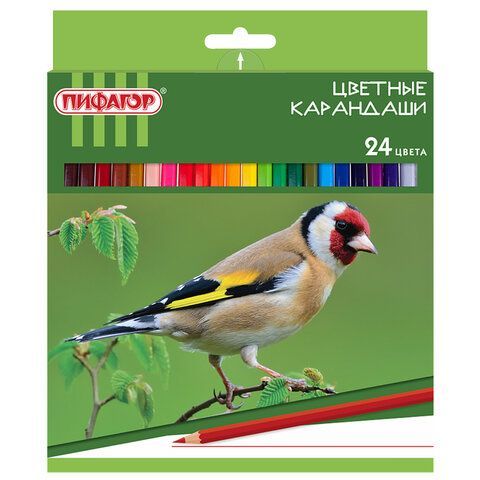Карандаши цветные ПИФАГОР "ЛЕСНЫЕ ЖИТЕЛИ", 24 цвета, пластиковые, классические, заточенные, 181336