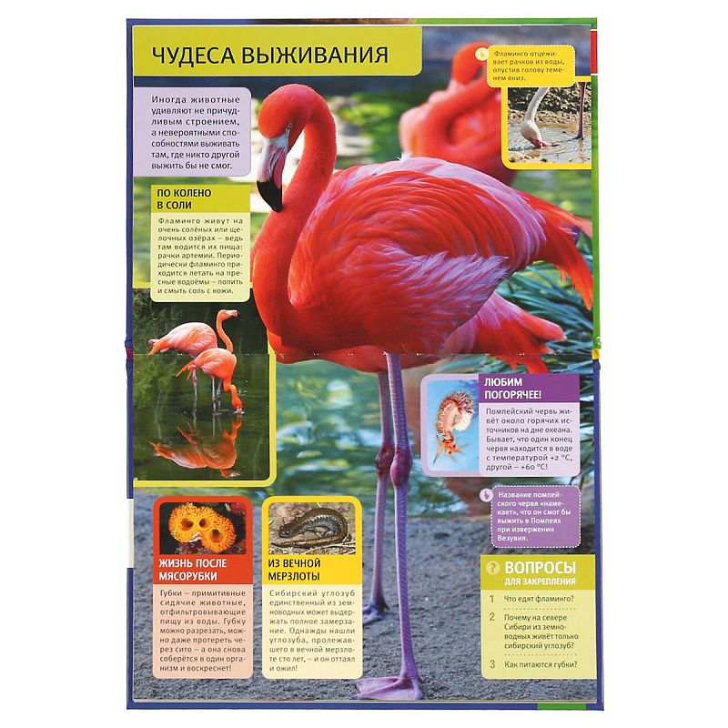 Энциклопедия Умка 197*255, "Необычные животные", 48стр.