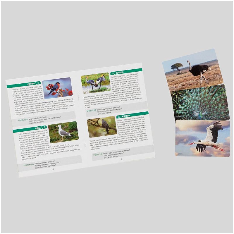 Игра настольная ТРИ СОВЫ "Мемо. Птицы", 50 карточек, картонная коробка 