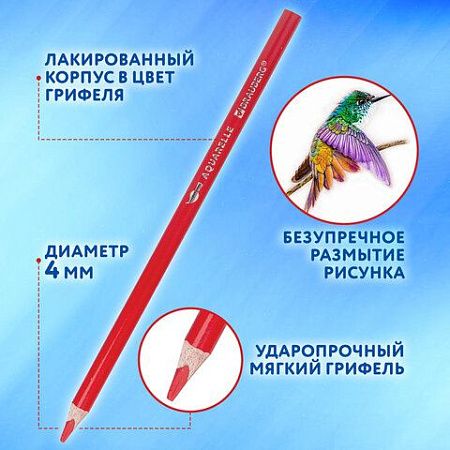 Карандаши цветные акварельные BRAUBERG PREMIUM AQUARELLE 36 цветов в тубе, трёхгранные, мягкие, 181933