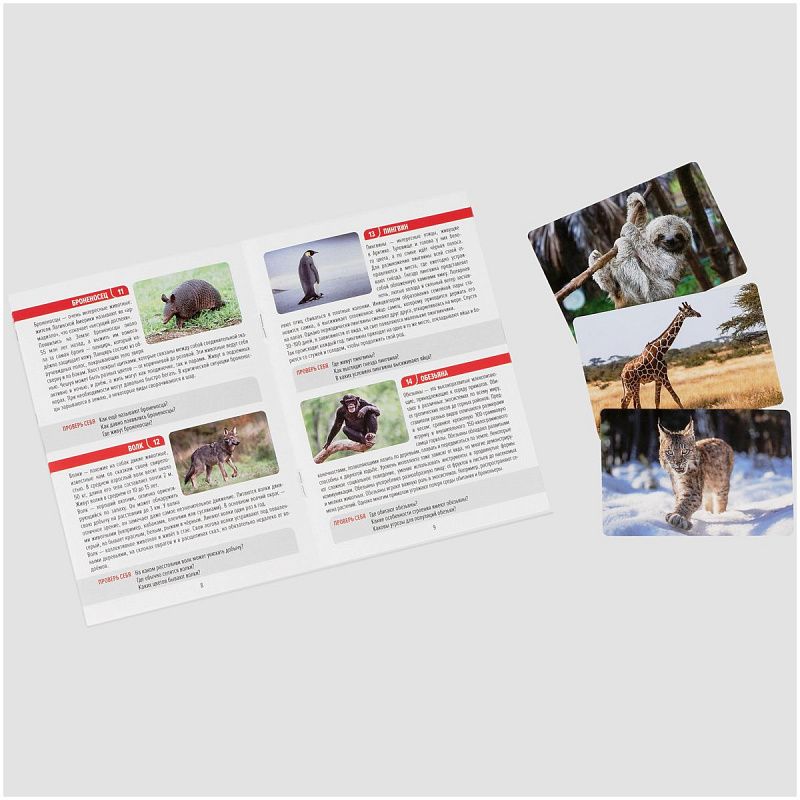 Игра настольная ТРИ СОВЫ "Мемо. Животные ", 50 карточек, картонная коробка 